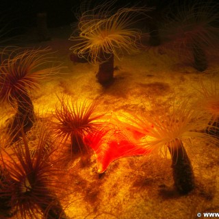 Monterey. - Westküste, Bay Aquarium, Seestern, Monterey - (New Monterey, Monterey, California, Vereinigte Staaten)