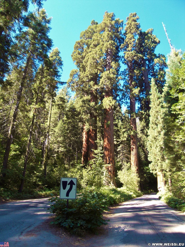 Sequoia National Park. - Sequoia Nationalpark, Mammutbaum, Baum, Mammutbäume, Bäume - (Pinewood, Sequoia National Park, California, Vereinigte Staaten)