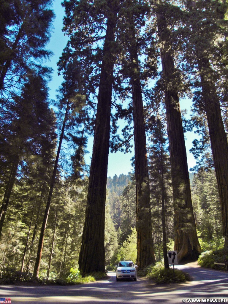 Sequoia National Park. - Sequoia Nationalpark, Mammutbaum, Baum, Mammutbäume, Bäume - (Pinewood, Sequoia National Park, California, Vereinigte Staaten)