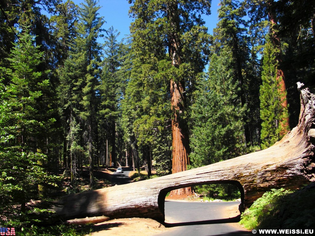 Sequoia National Park. - Sequoia Nationalpark, Mammutbaum, Baum, Mammutbäume, Baumstamm, Tunnel Log - (Pinewood, Sequoia National Park, California, Vereinigte Staaten)