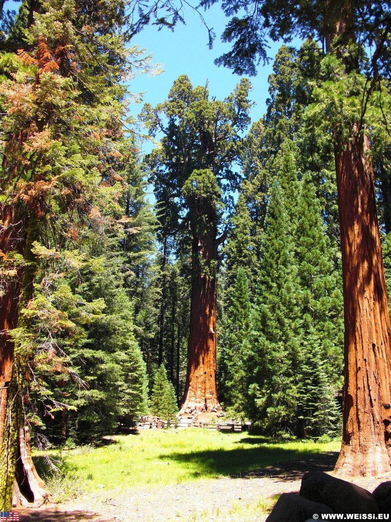 Sequoia National Park. - Sequoia Nationalpark, Mammutbaum, Baum, Mammutbäume, Sherman Tree Trail, General Sherman Tree - (Pinewood, Sequoia National Park, California, Vereinigte Staaten)