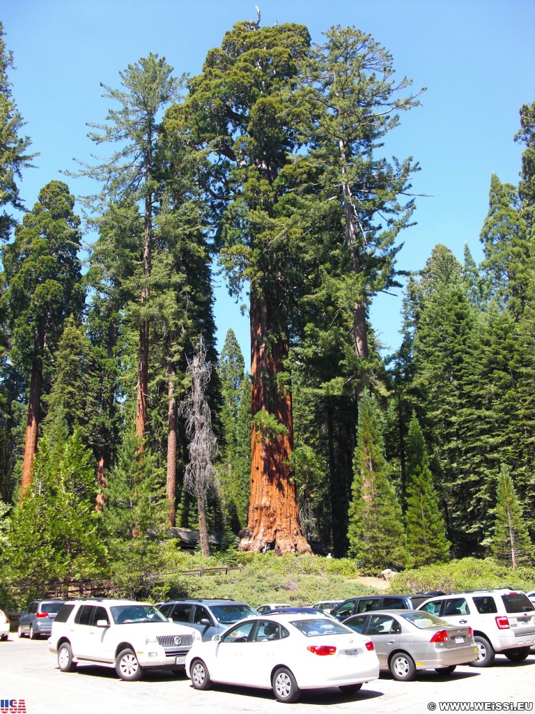 Sequoia National Park. - Sequoia Nationalpark, Mammutbaum, Baum, Mammutbäume, General Grant Tree - (Grant Grove Village, Hume, California, Vereinigte Staaten)
