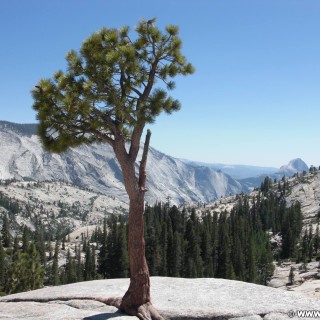 Yosemite National Park. - Baum, Yosemite Nationalpark, Aussichtspunkt, Tioga Pass, Olmsted Point - (Curry Village, Yosemite National Park, California, Vereinigte Staaten)