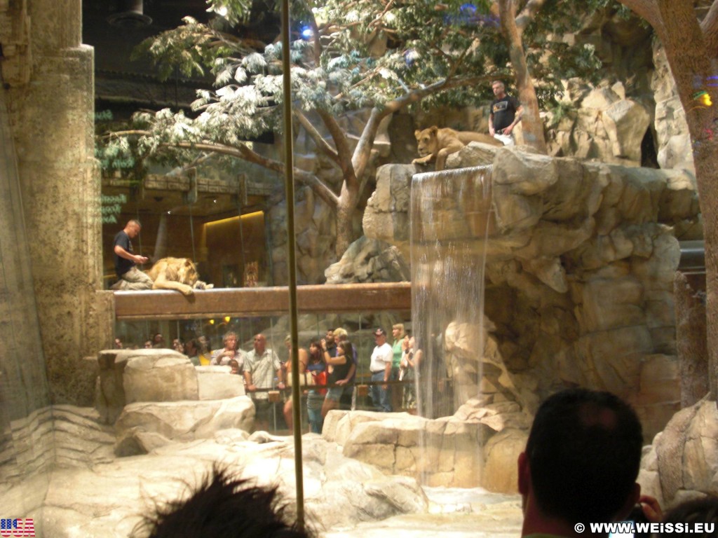 Las Vegas. - Las Vegas, MGM Grand Hotel, Lion Habitat, Lion, Löwe, Löwengehege - (Bracken, Las Vegas, Nevada, Vereinigte Staaten)