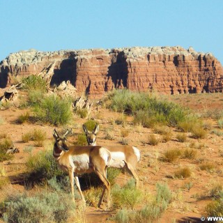 Goblin Valley State Park. - Landschaft, Tiere, State Park, Goblin Valley, Antelope, Gabelbock, Bock - (Hanksville, Green River, Utah, Vereinigte Staaten)