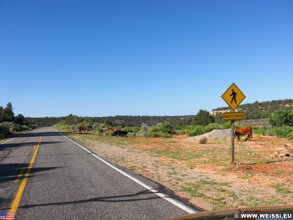 State Route 261, Scenic Byway. - Schild, Landschaft, Tafel, Tiere, On the Road, Kühe - (Fry Canyon, Blanding, Utah, Vereinigte Staaten)