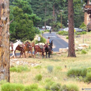 Grand Canyon National Park. Village - Grand Canyon National Park. - Tiere, Pferd, East Rim, Grand Canyon, National Park, East Rim Drive, Pferde - (Grand Canyon, Arizona, Vereinigte Staaten)