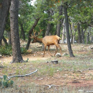 Grand Canyon National Park. Village - Grand Canyon National Park. - Tiere, East Rim, Grand Canyon, National Park, East Rim Drive, Hirsch - (Grand Canyon, Arizona, Vereinigte Staaten)