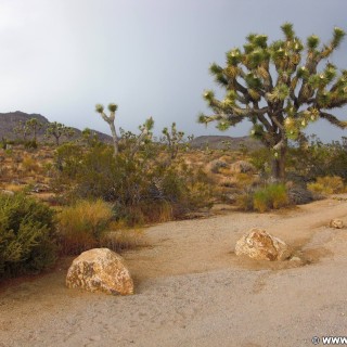 Joshua Tree National Park. - Pflanzen, National Park, Joshua Tree National Park, Joshua Tree, Joshuabaum - (Joshua Tree National Park, Twentynine Palms, California, Vereinigte Staaten)