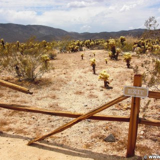 Joshua Tree National Park. Cholla Cactus Garden - Joshua Tree National Park. - Schild, Landschaft, Tafel, National Park, Joshua Tree National Park, Cholla Cactus Garden - (Joshua Tree National Park, Indio, California, Vereinigte Staaten)