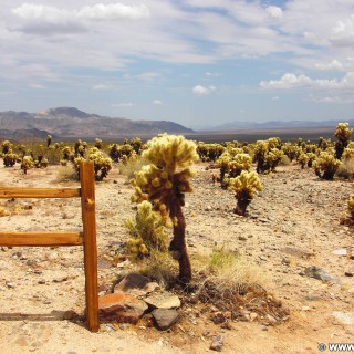 Joshua Tree National Park. Cholla Cactus Garden - Joshua Tree National Park. - Landschaft, National Park, Joshua Tree National Park, Cholla Cactus Garden - (Joshua Tree National Park, Indio, California, Vereinigte Staaten)