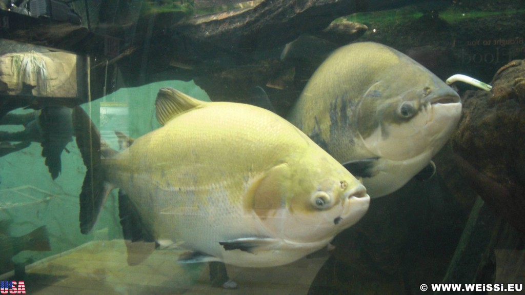 Shedd Aquarium. - Central Station, Shedd Aquarium - (Central Station, Chicago, Illinois, Vereinigte Staaten)