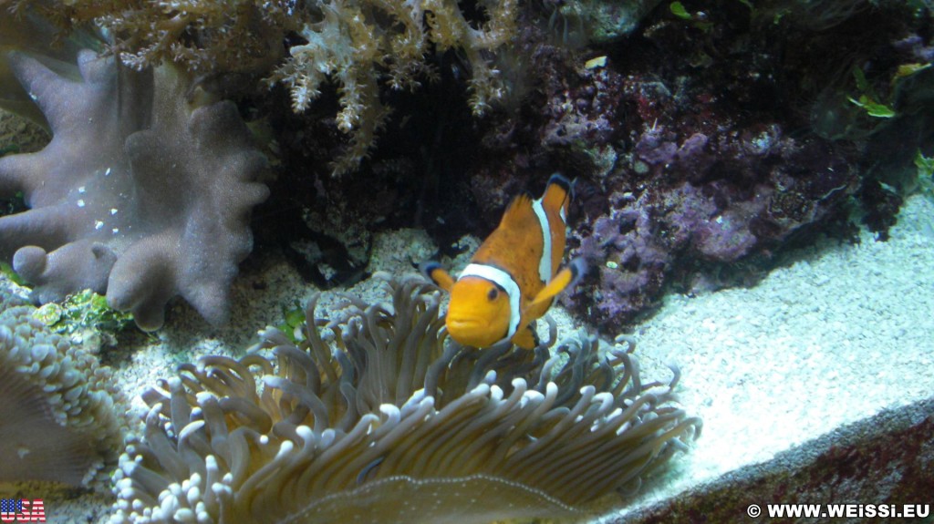 Shedd Aquarium. - Central Station, Shedd Aquarium - (Central Station, Chicago, Illinois, Vereinigte Staaten)