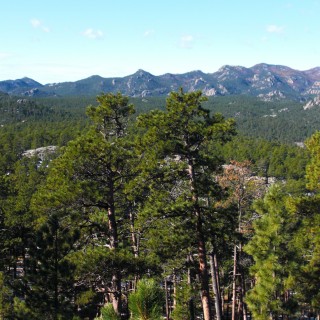 Black Hills. - Landschaft, Bäume, Mount Rushmore National Memorial, Mount Rushmore, National Memorial - (Keystone, South Dakota, Vereinigte Staaten)