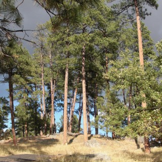 Devils Tower National Monument. Tower Trail - Devils Tower National Monument. - Sehenswürdigkeit, Bäume, Berg, Monolith, Devils Tower, Devils Tower National Monument, Wyoming, Attraktion, Teufelsturm, Tower Trail - (Devils Tower, Wyoming, Vereinigte Staaten)