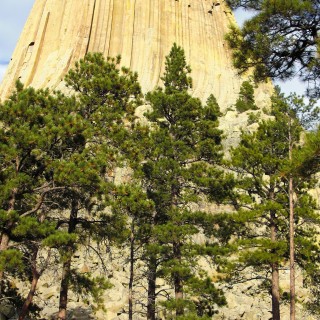 Devils Tower National Monument. Tower Trail - Devils Tower National Monument. - Sehenswürdigkeit, Bäume, Berg, Monolith, Bank, Devils Tower, Devils Tower National Monument, Wyoming, Attraktion, Teufelsturm, Vulkangestein, Tower Trail - (Devils Tower, Wyoming, Vereinigte Staaten)