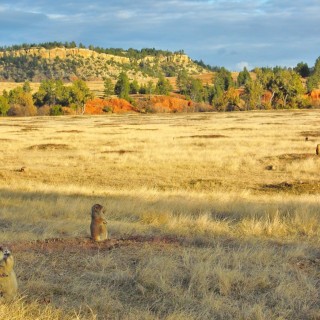 Prairie Dog Town. Prairie Dog Town - Devils Tower National Monument. - Landschaft, Tiere, Bäume, Devils Tower, Devils Tower National Monument, Wyoming, Prairie Dog Town, Präriehunde - (Devils Tower, Wyoming, Vereinigte Staaten)