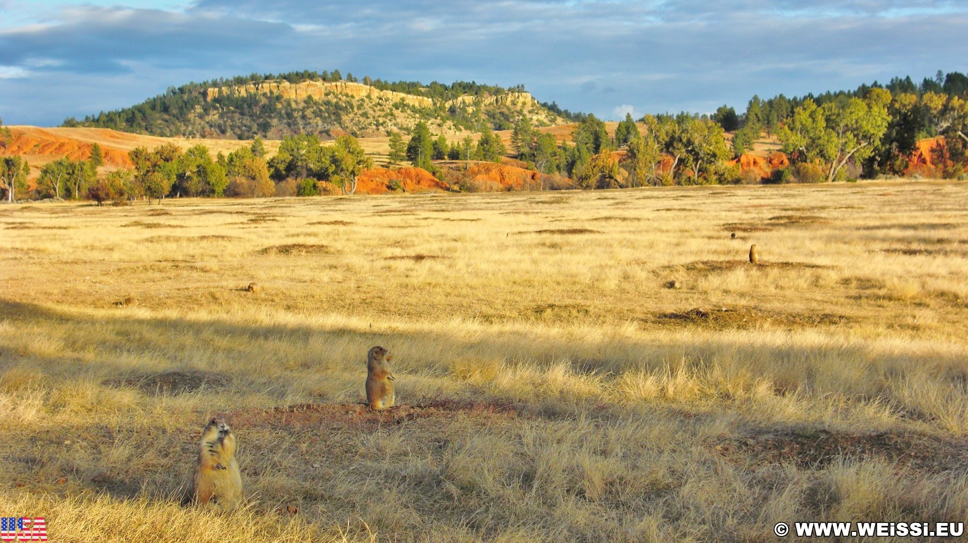 prairie-dog-town-weissi-s-home