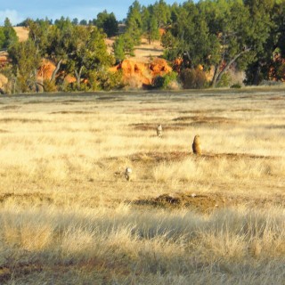 Prairie Dog Town. Prairie Dog Town - Devils Tower National Monument. - Tiere, Bäume, Devils Tower, Devils Tower National Monument, Wyoming, Prairie Dog Town, Präriehunde - (Devils Tower, Wyoming, Vereinigte Staaten)