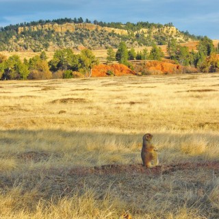 Prairie Dog Town. Prairie Dog Town - Devils Tower National Monument. - Tiere, Bäume, Devils Tower, Devils Tower National Monument, Wyoming, Prairie Dog Town, Präriehunde - (Devils Tower, Wyoming, Vereinigte Staaten)