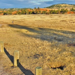 Prairie Dog Town. Prairie Dog Town - Devils Tower National Monument. - Landschaft, Tiere, Bäume, Devils Tower, Devils Tower National Monument, Wyoming, Prairie Dog Town, Präriehunde - (Devils Tower, Wyoming, Vereinigte Staaten)