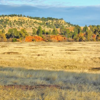 Prairie Dog Town. Prairie Dog Town - Devils Tower National Monument. - Landschaft, Tiere, Bäume, Devils Tower, Devils Tower National Monument, Wyoming, Prairie Dog Town, Präriehunde - (Devils Tower, Wyoming, Vereinigte Staaten)