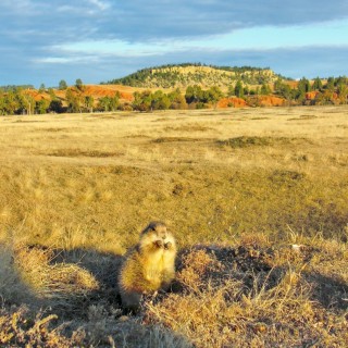 Prairie Dog Town. Prairie Dog Town - Devils Tower National Monument. - Landschaft, Tiere, Bäume, Devils Tower, Devils Tower National Monument, Wyoming, Prairie Dog Town, Präriehunde - (Devils Tower, Wyoming, Vereinigte Staaten)