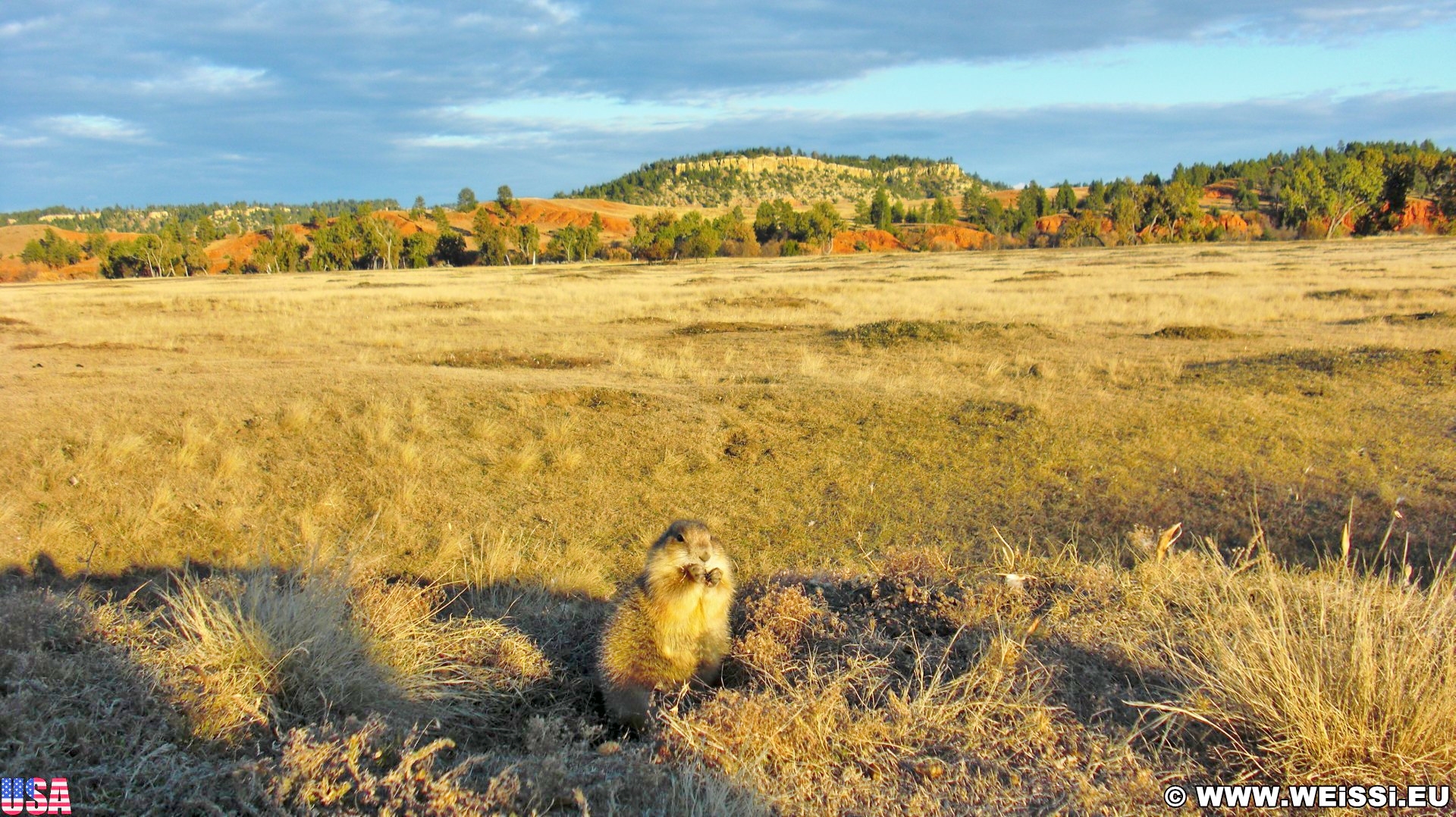 prairie-dog-town-weissi-s-home