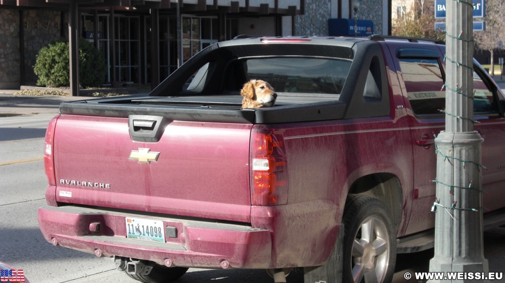 Main Street Cody. Wohlfühlambiemte auf dem Pick-up - Main Street Cody. - Auto, Chevrolet, Tiere, Sheridan Ave, Main Street, Hund, Pickup - (Cody, Wyoming, Vereinigte Staaten)