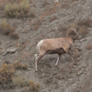 Bighorn sheep - Yellowstone-Nationalpark. - Tiere, Dickhornschaf, Schaf, Bighorn sheep, Hörner - (Rocky Mountain Trailer Park, Gardiner, Montana, Vereinigte Staaten)