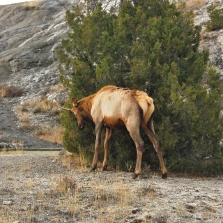 Wapiti - Yellowstone-Nationalpark. - Tiere, Hirsch, Mammoth Hot Springs, Elch, Elk - (Mammoth, Yellowstone National Park, Wyoming, Vereinigte Staaten)