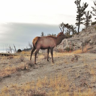 Wapiti - Yellowstone-Nationalpark. - Tiere, Hirsch, Mammoth Hot Springs, Elch, Elk - (Mammoth, Yellowstone National Park, Wyoming, Vereinigte Staaten)