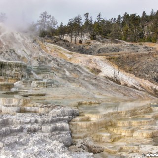 Yellowstone-Nationalpark. Palette Spring, Mammoth Hot Springs - Yellowstone-Nationalpark. - Lower Terraces, Mammoth Hot Springs, Palette Spring, Sinter-Terrassen - (Mammoth, Yellowstone National Park, Wyoming, Vereinigte Staaten)