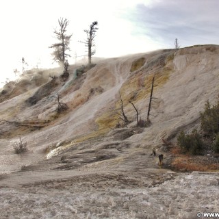 Yellowstone-Nationalpark. Palette Spring, Mammoth Hot Springs - Yellowstone-Nationalpark. - Lower Terraces, Mammoth Hot Springs, Palette Spring, Sinter-Terrassen - (Mammoth, Yellowstone National Park, Wyoming, Vereinigte Staaten)