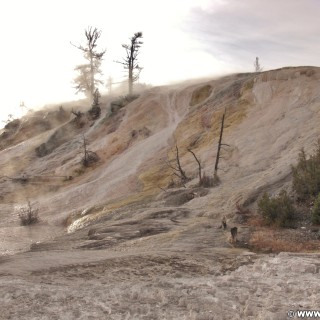 Yellowstone-Nationalpark. Palette Spring, Mammoth Hot Springs - Yellowstone-Nationalpark. - Lower Terraces, Mammoth Hot Springs, Palette Spring, Sinter-Terrassen - (Mammoth, Yellowstone National Park, Wyoming, Vereinigte Staaten)