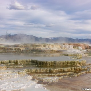 Trail Springs, Mammoth Hot Springs - Yellowstone-Nationalpark. - Main Terrace, Mammoth Hot Springs, Sinter-Terrassen, Trail Springs - (Mammoth, Yellowstone National Park, Wyoming, Vereinigte Staaten)