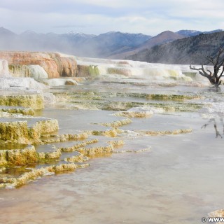 Trail Springs, Mammoth Hot Springs - Yellowstone-Nationalpark. - Main Terrace, Mammoth Hot Springs, Sinter-Terrassen, Trail Springs - (Mammoth, Yellowstone National Park, Wyoming, Vereinigte Staaten)