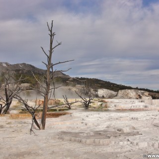 Trail Springs, Mammoth Hot Springs - Yellowstone-Nationalpark. - Main Terrace, Mammoth Hot Springs, Sinter-Terrassen, Trail Springs - (Mammoth, Yellowstone National Park, Wyoming, Vereinigte Staaten)