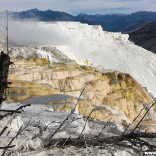 Canary Springs, Mammoth Hot Springs - Yellowstone-Nationalpark. - Main Terrace, Mammoth Hot Springs, Sinter-Terrassen, Canary Springs - (Mammoth, Yellowstone National Park, Wyoming, Vereinigte Staaten)