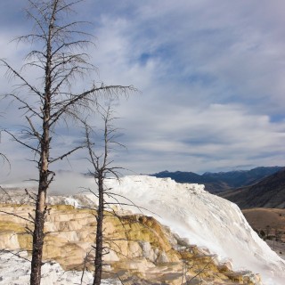 Canary Springs, Mammoth Hot Springs - Yellowstone-Nationalpark. - Main Terrace, Mammoth Hot Springs, Sinter-Terrassen, Canary Springs - (Mammoth, Yellowstone National Park, Wyoming, Vereinigte Staaten)