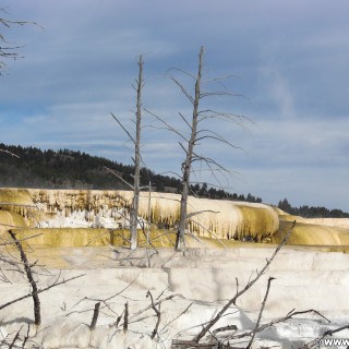 Canary Springs, Mammoth Hot Springs - Yellowstone-Nationalpark. - Main Terrace, Mammoth Hot Springs, Sinter-Terrassen, Canary Springs - (Mammoth, Yellowstone National Park, Wyoming, Vereinigte Staaten)