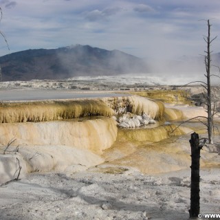 Canary Springs, Mammoth Hot Springs - Yellowstone-Nationalpark. - Main Terrace, Mammoth Hot Springs, Sinter-Terrassen, Canary Springs - (Mammoth, Yellowstone National Park, Wyoming, Vereinigte Staaten)