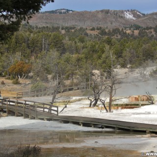 Trail Springs, Mammoth Hot Springs - Yellowstone-Nationalpark. - Main Terrace, Mammoth Hot Springs, Sinter-Terrassen, Trail Springs - (Mammoth, Yellowstone National Park, Wyoming, Vereinigte Staaten)