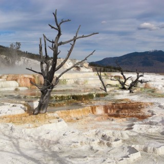 Trail Springs, Mammoth Hot Springs - Yellowstone-Nationalpark. - Main Terrace, Mammoth Hot Springs, Sinter-Terrassen, Trail Springs - (Mammoth, Yellowstone National Park, Wyoming, Vereinigte Staaten)