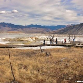 Trail Springs, Mammoth Hot Springs - Yellowstone-Nationalpark. - Main Terrace, Mammoth Hot Springs, Sinter-Terrassen, Trail Springs - (Mammoth, Yellowstone National Park, Wyoming, Vereinigte Staaten)