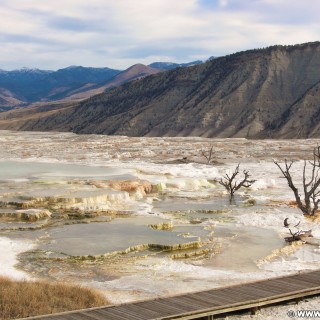 Trail Springs, Mammoth Hot Springs - Yellowstone-Nationalpark. - Main Terrace, Mammoth Hot Springs, Sinter-Terrassen, Trail Springs - (Mammoth, Yellowstone National Park, Wyoming, Vereinigte Staaten)