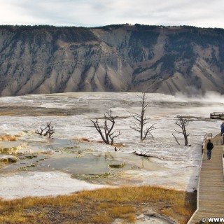 Trail Springs, Mammoth Hot Springs - Yellowstone-Nationalpark. - Main Terrace, Mammoth Hot Springs, Sinter-Terrassen, Trail Springs, Canary Springs - (Mammoth, Yellowstone National Park, Wyoming, Vereinigte Staaten)