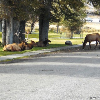 Yellowstone-Nationalpark. Mammoth Hot Springs - Yellowstone-Nationalpark. - Tiere, Bäume, Mammoth Hot Springs, Elk, Wapiti, Hirsche - (Mammoth, Yellowstone National Park, Wyoming, Vereinigte Staaten)