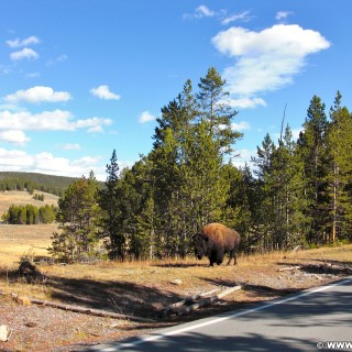 Yellowstone-Nationalpark. Yellowstone Buffalo im Hayden Valley - Yellowstone-Nationalpark. - Tiere, Bison, Büffel, Bisons, Yellowstone River, Hayden Valley, Yellowstone Buffalo - (Lake, Yellowstone National Park, Wyoming, Vereinigte Staaten)