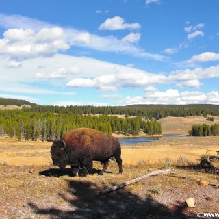 Yellowstone-Nationalpark. Yellowstone Buffalo im Hayden Valley - Yellowstone-Nationalpark. - Tiere, Bison, Büffel, Bisons, Yellowstone River, Hayden Valley, Yellowstone Buffalo - (Lake, Yellowstone National Park, Wyoming, Vereinigte Staaten)